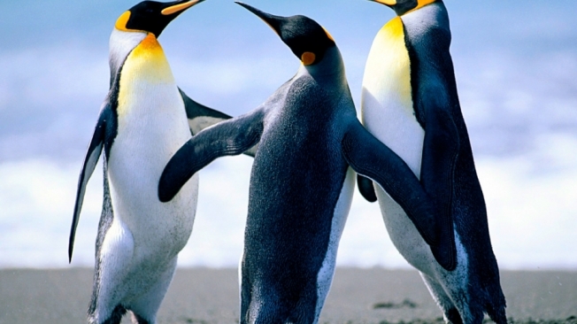 Pinguins 