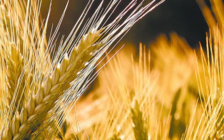 Exportações da Ucrânia caíram 30% em termos de valor, diz OMC; Rússia tem alta