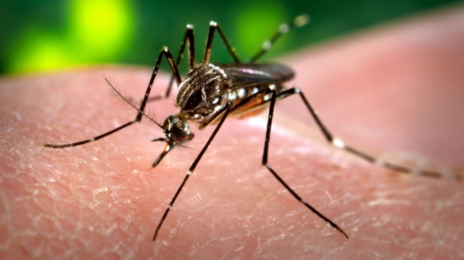 Surto de dengue coloca a visão em risco