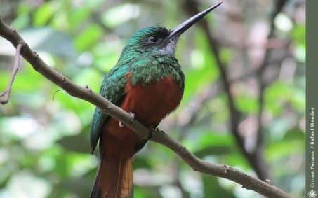 Entidades ambientalistas veem COP 27 com otimismo e pedem a Lula mudanças