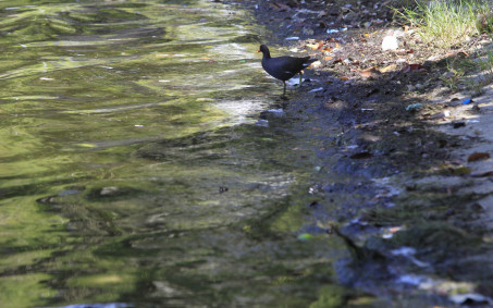 Prefeitura do Rio sanciona lei que prevê despoluição de rios e lagoas através da filtragem de água