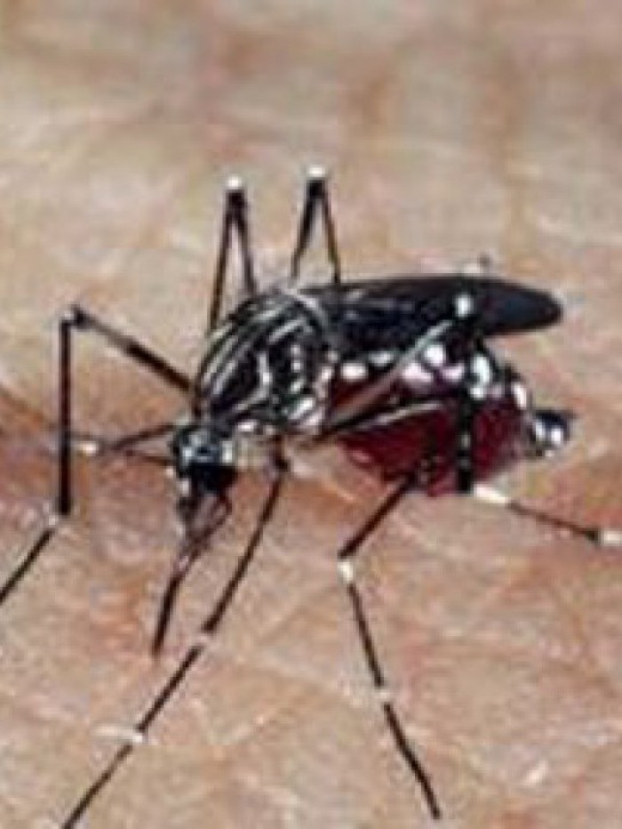 Fiocruz avalia com preocupa&ccedil;&atilde;o a entrada de um a nova linhagem da dengue devido ao risco de aumentar a diversidade do v&iacute;rus dentro do pa&iacute;s