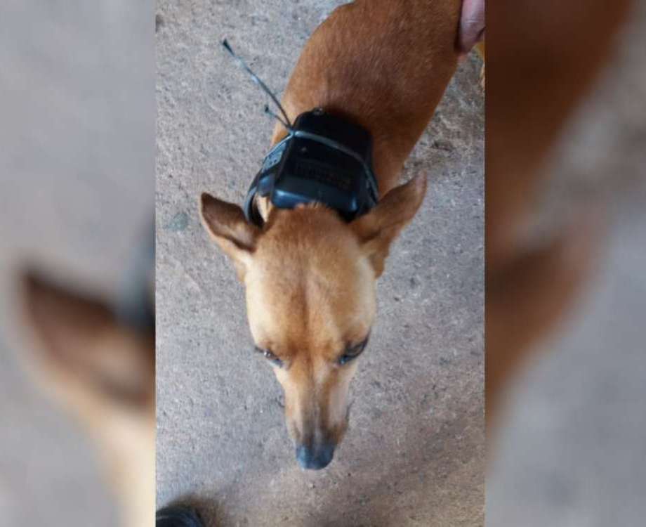 Um cão usava tornozeleira do dono, outro salvou a dona de incêndio