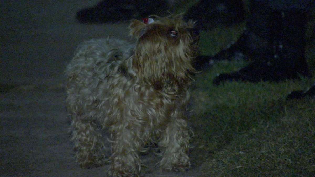 Cachorro alerta idosa que dormia e salva moradora de incêndio em residencial em Cuiabá
