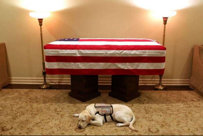 Labrador que fazia companhia a George Bush deita ao lado do caixão do ex-presidente dos EUA