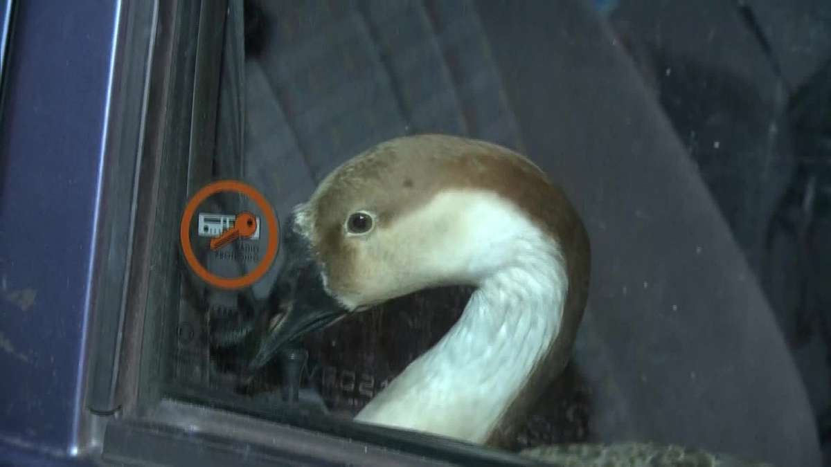 Patolina ficou famosa depois de dar um rol&eacute; em Laranjeiras