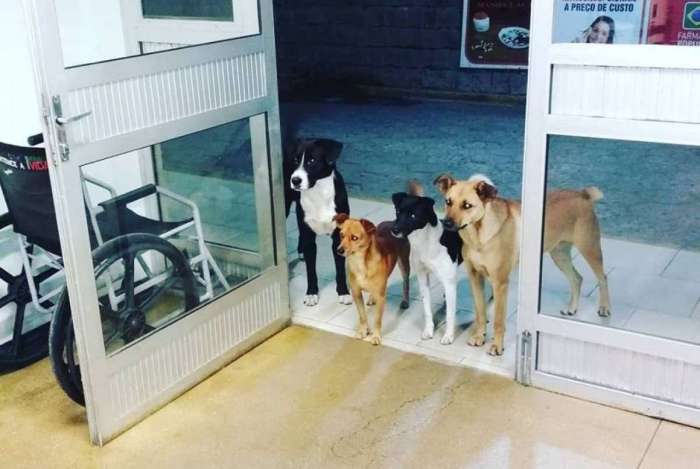 Cãezinhos aguardaram o dono na porta do hospital.