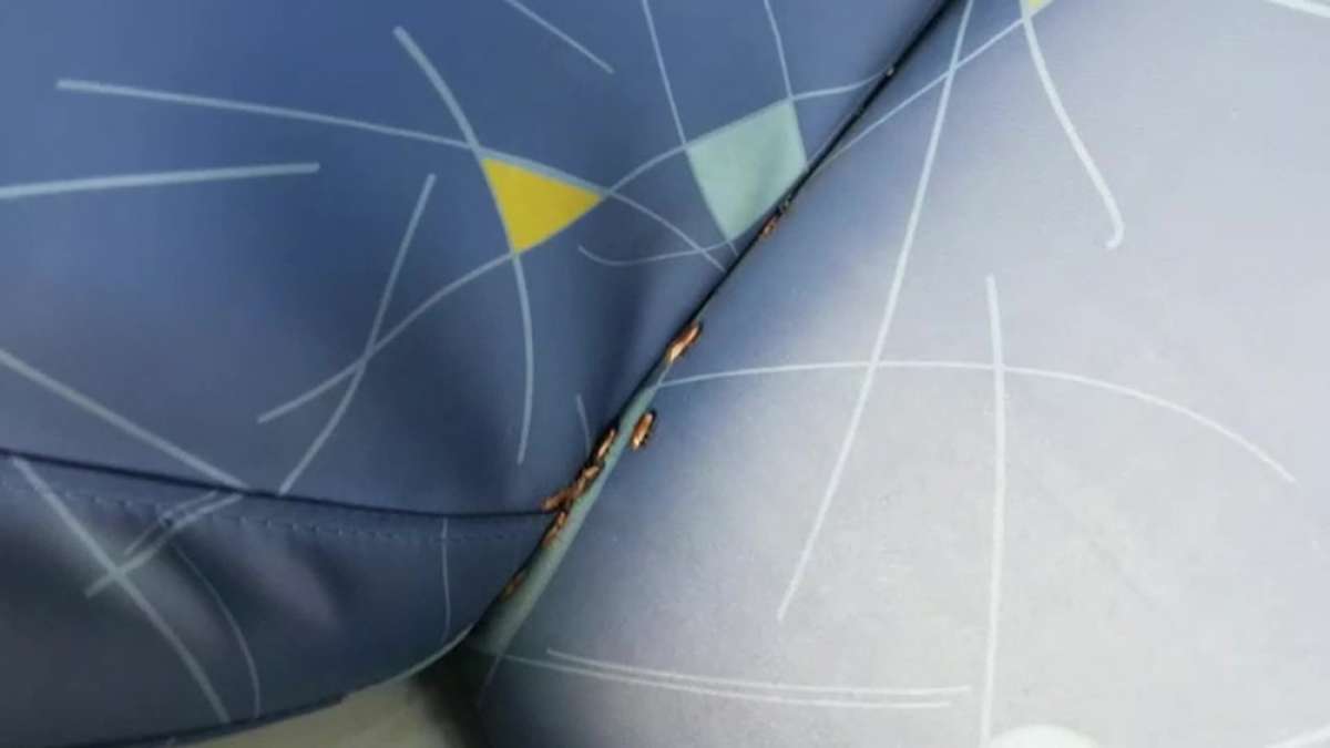 Internautas postam fotos de &ocirc;nibus com baratas, que podem transmitir doen&ccedil;as aos passageiros