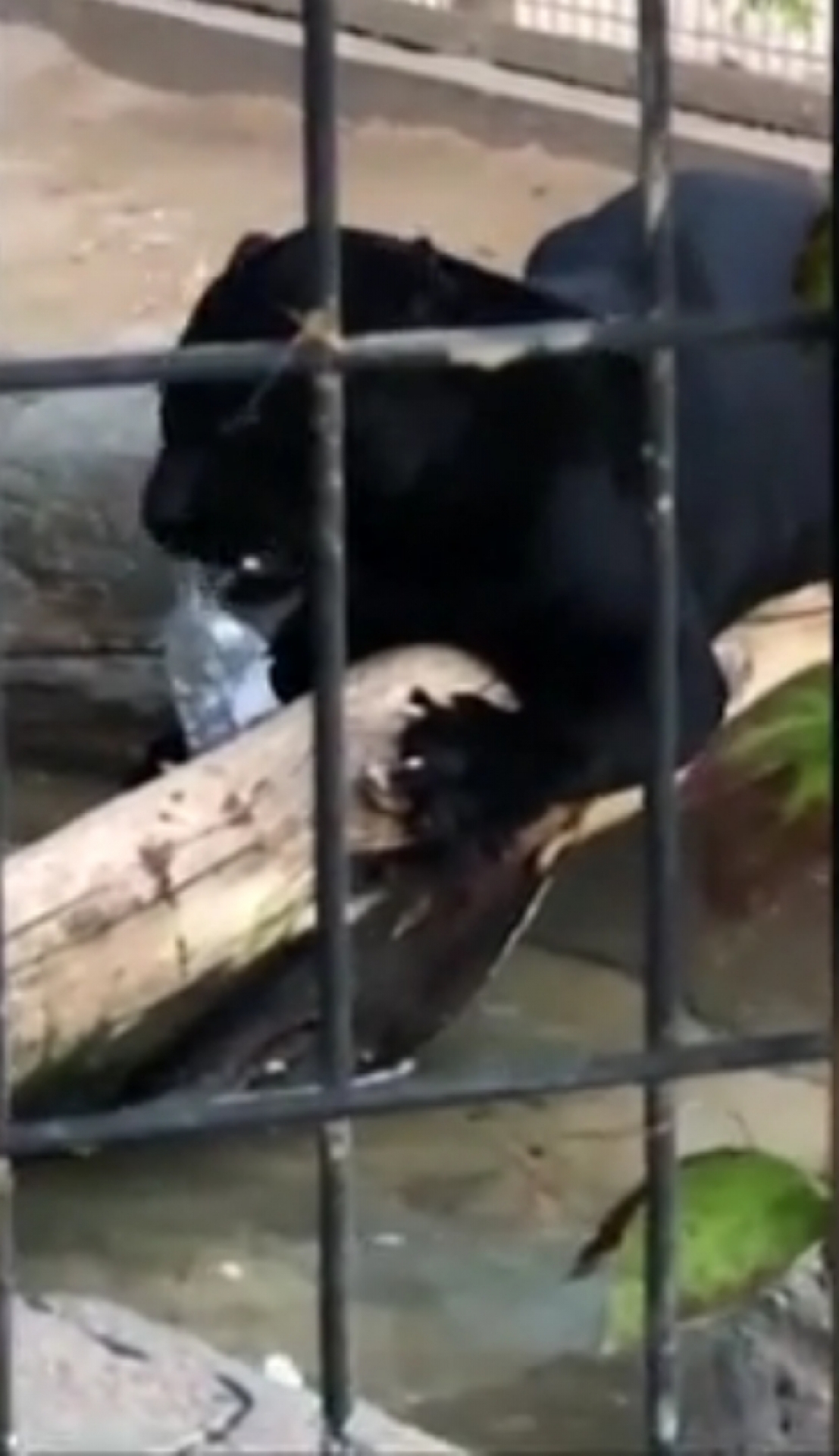 Mulher é mordida por jaguar ao entrar em área proibida de zoológico para tirar selfie