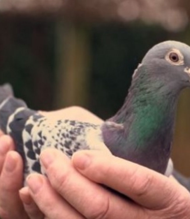 Armando, o pombo de R$ 5 milhões - Divulgação