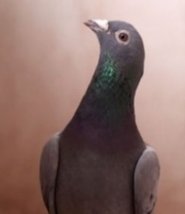 Armando, o pombo de R$ 5 milhões