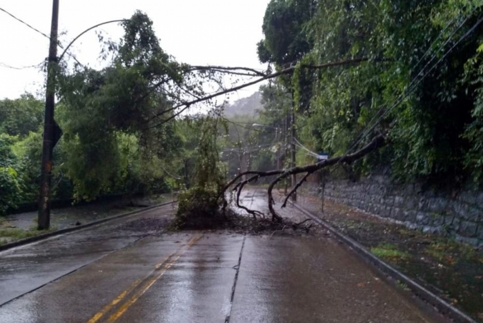 Árvore caiu sobre fiação elétrica no Alto da Boa Vista