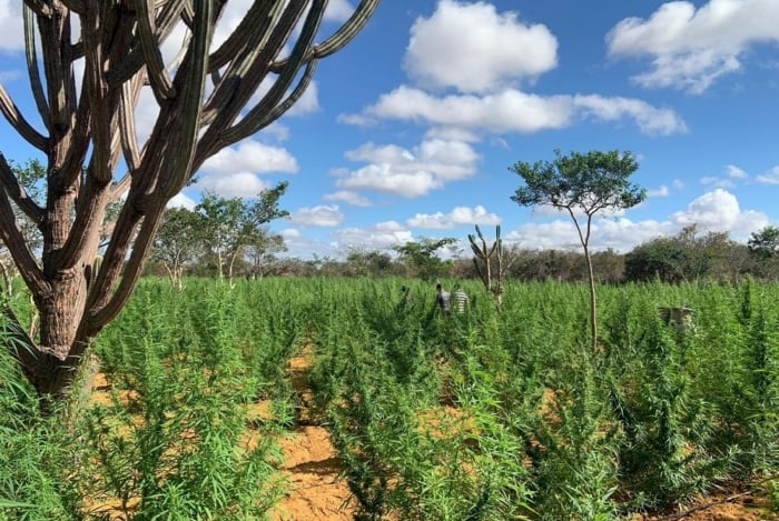 Plantação de 120 mil pés de maconha localizada na Bahia