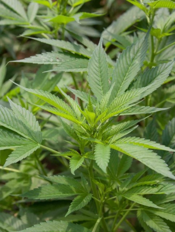 Segundo levantamento, 7,7% dos brasileiros usaram maconha pelo menos uma vez