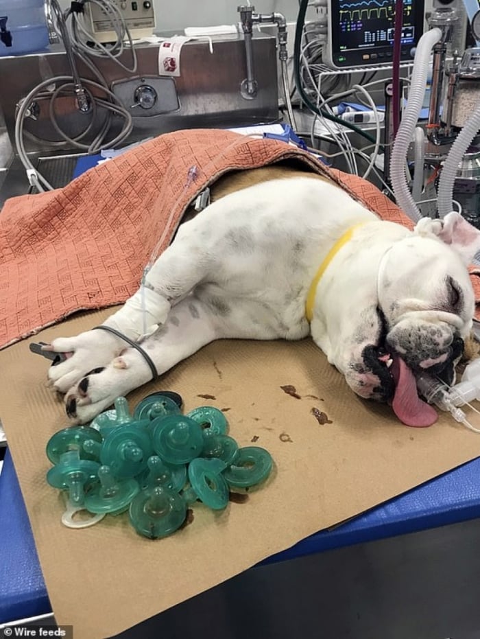 Durante sete meses, ele comeu os objetos que pertenciam aos dois filhos da sua dona