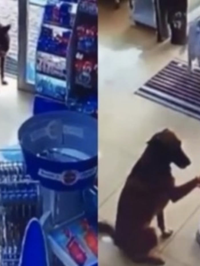 Cachorra mostra pata machucada &agrave; farmac&ecirc;utica