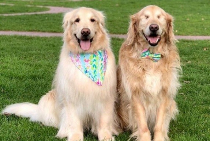 Cadela se torna cão-guia após seu irmão peludo ficar cego