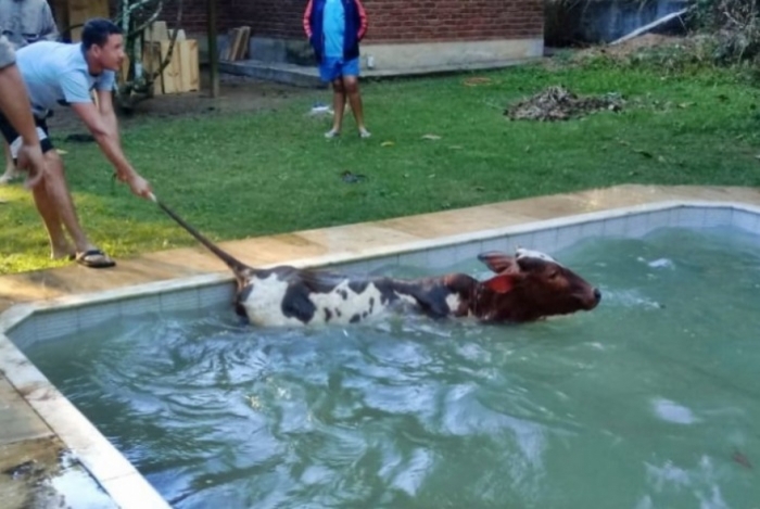 Vaca cai dentro de piscina e é resgatada pelos bombeiros em Maricá
