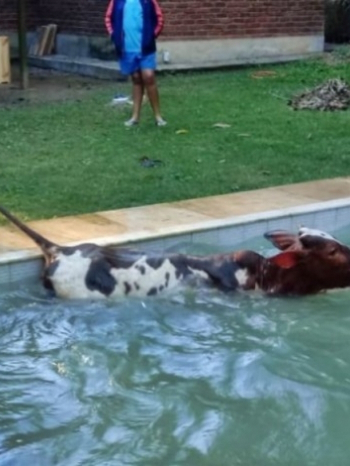 Vaca cai dentro de piscina e é resgatada pelos bombeiros em Maricá
