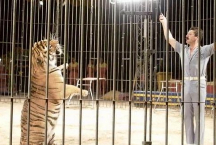 Domador foi devorado por quatro tigres durante ensaio para apresentação