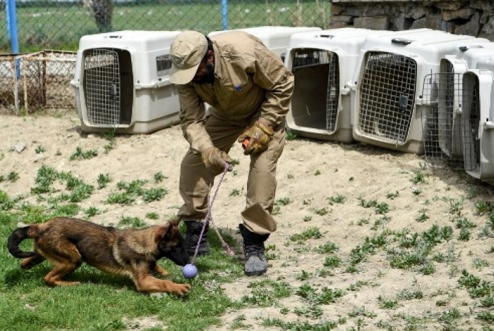 A cadelinha Naya, uma fêmea de pastor belga