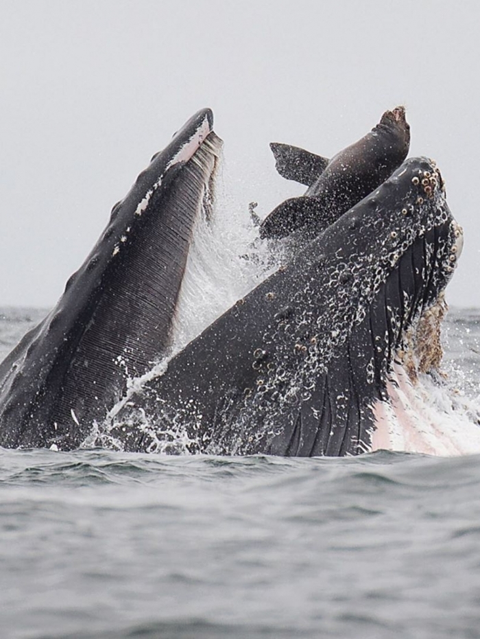 Baleia-jubarte e leão-marinho
