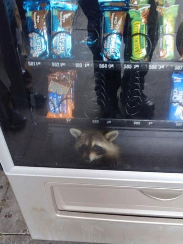 Guaxinim fica preso em máquina de venda de lanches nos EUA