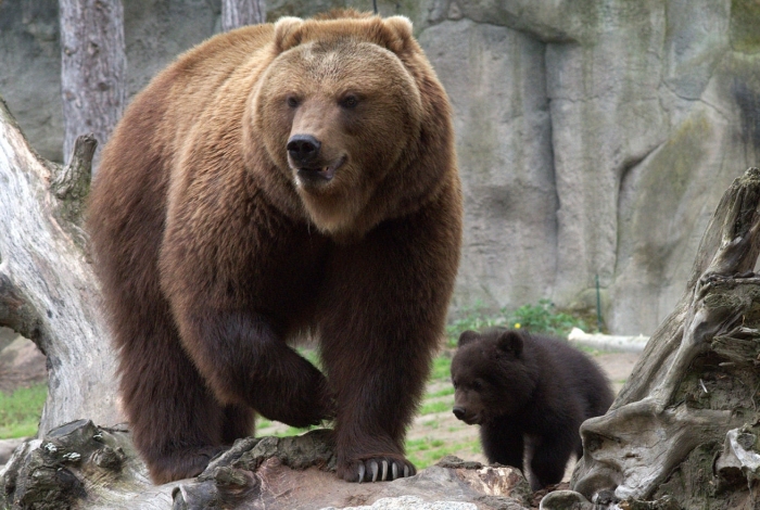 Segundo biólogos, ursos-pardos só atacam se forem provocados e ocorrido é uma exceção