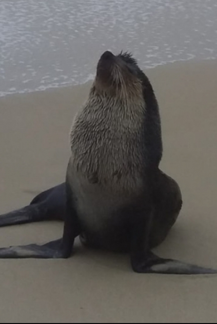 Lobo-marinho apareceu na praia de Camboinhas, em Niter&oacute;i