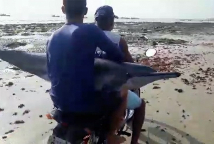 Homens usam moto para devolver golfinho encalhado ao mar