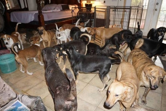 Mulher resgata 97 cachorros para protegê-los do furacão