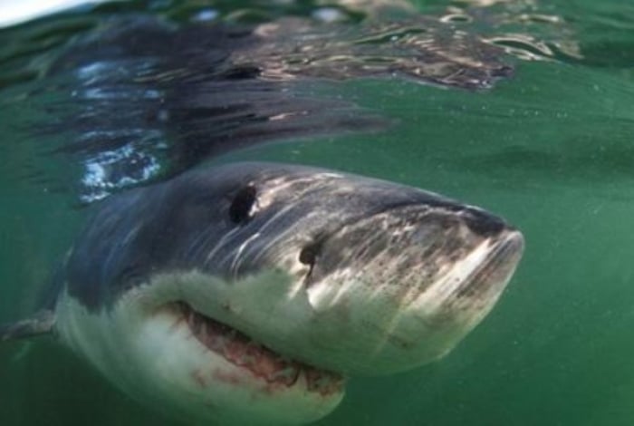 O terr&iacute;vel tubar&atilde;o-branco