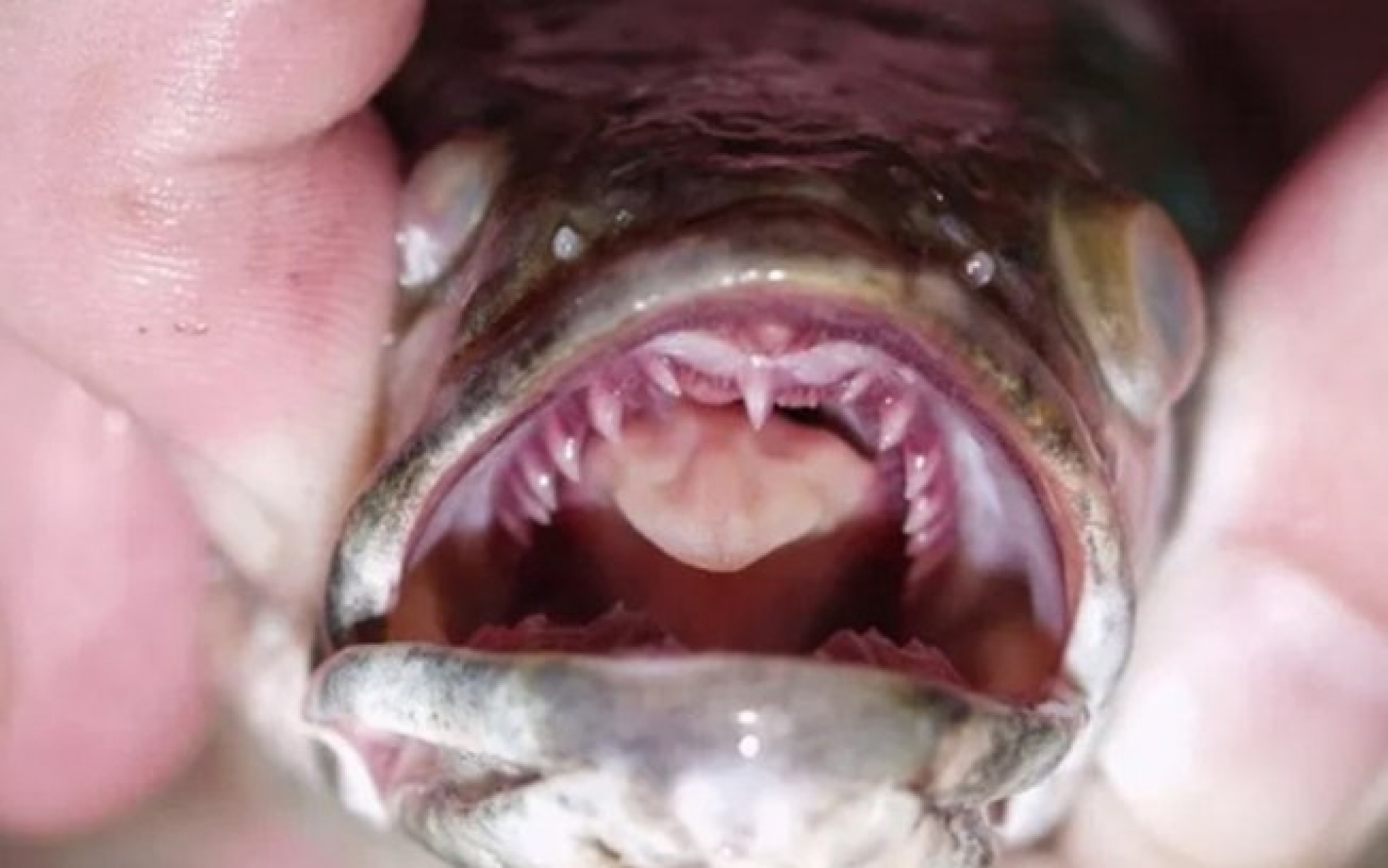 A esp&eacute;cie de peixe cabe&ccedil;a de cobra pode chegar a um metr&ocirc; de comprimento.
