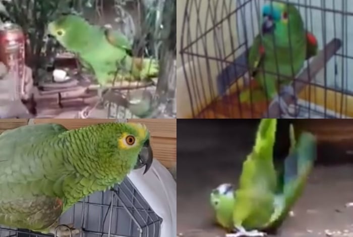 Escolha o papagaio mais fofo da web