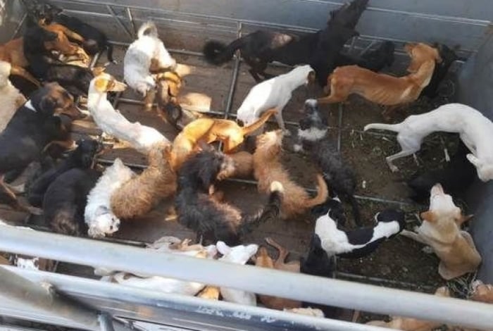 Cães e gatos estavam famintos e sem água em local com fezes e urina