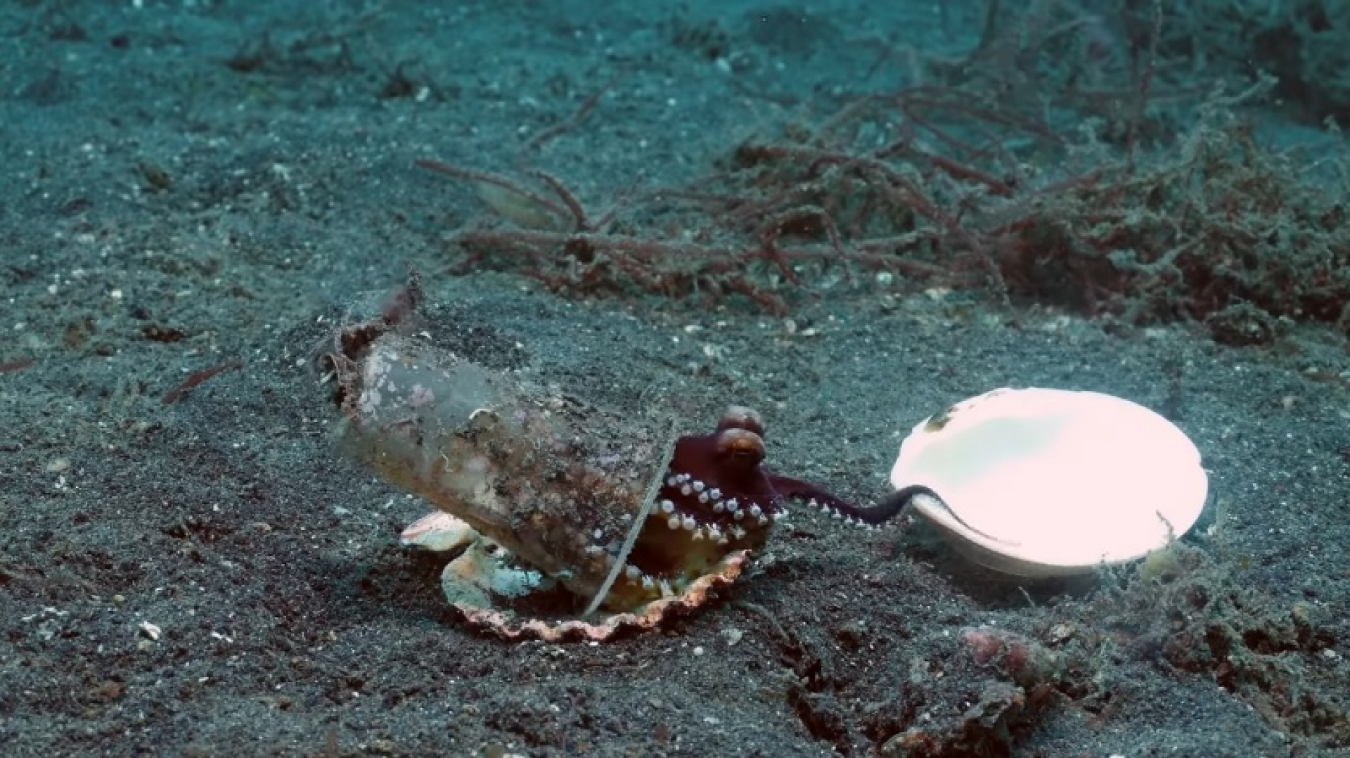 Polvo filhote troca casa de pl&aacute;stico por uma concha