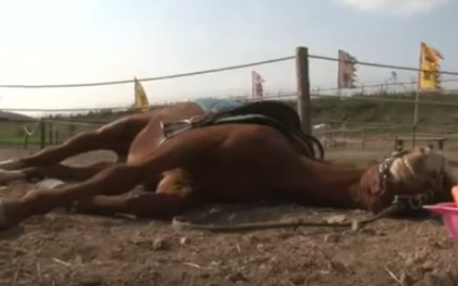 Cavalo n&atilde;o gosta de ser montado e se finge de morto