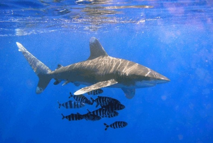 Tubarão galha-branca-oceânico
