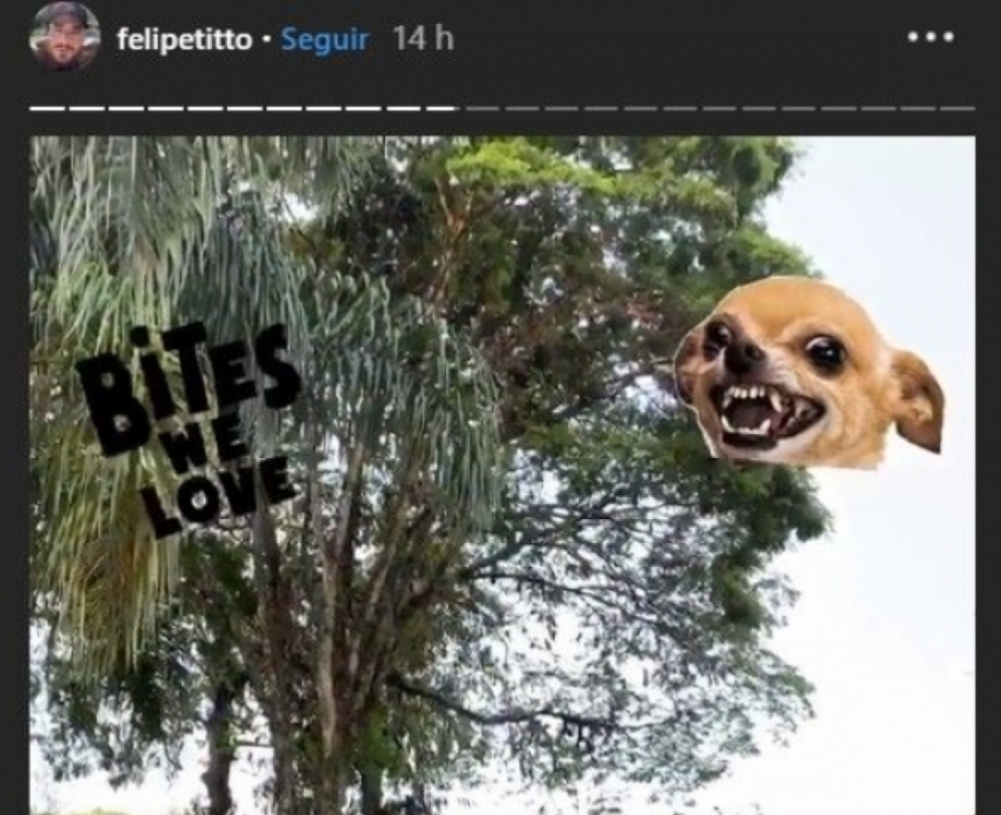 Felipe Titto leva mordida de seu cachorro no momento em que vai pular na piscina