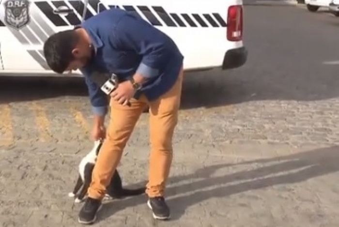 Repóter da Globo e gatinho