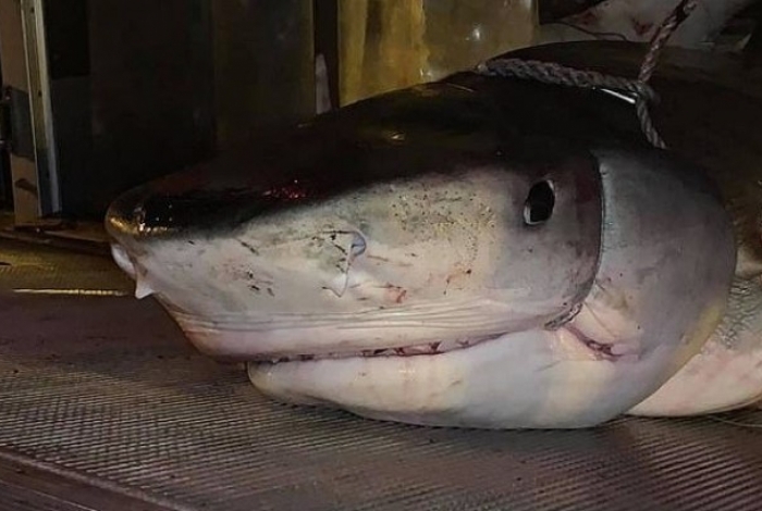 Tubarão foi morto pela polícia por estar nadando muito próximo à costa
