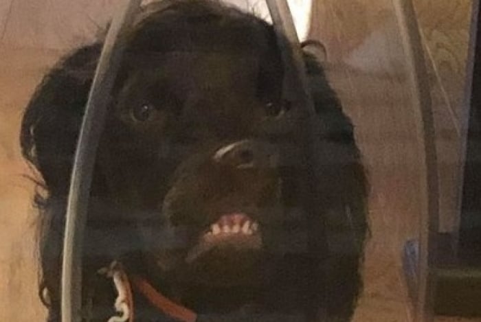 Cachorro faz careta na porta de casa