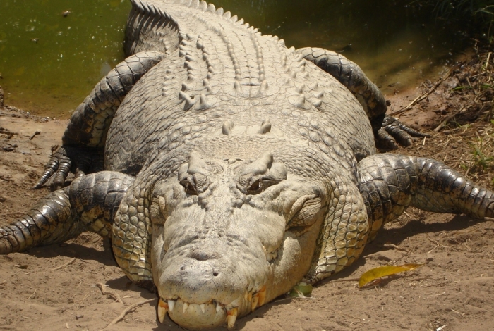 Crocodilo atacou pescador em uma praia de Queensland, na Austrália