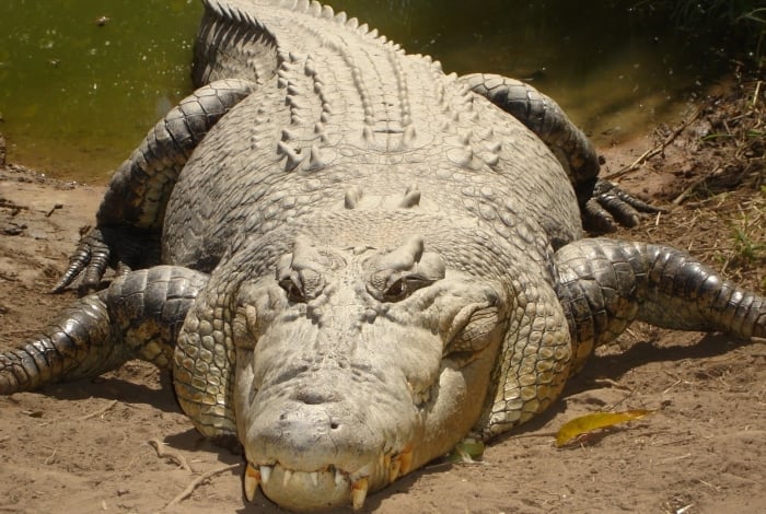 Crocodilo atacou pescador em uma praia de Queensland, na Austrália