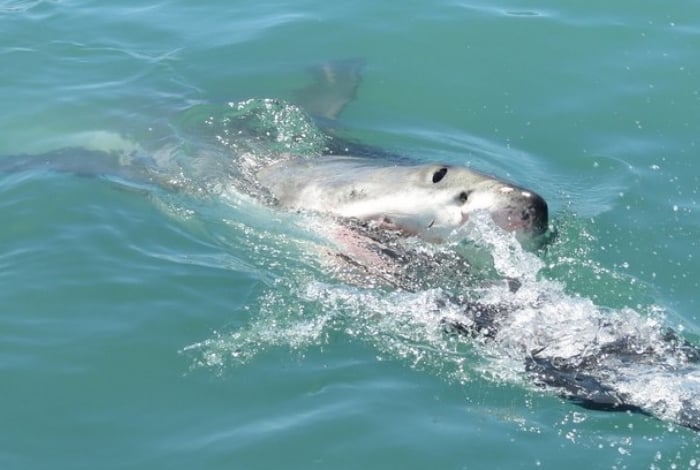 Bradley Beamish registrou o momento do ataque, que aconteceu em águas com tubarões. Segundo ele, os animais não costumam ser agressivos