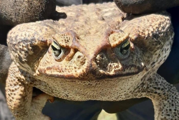 Sapo-cururu é considerada uma das 100 espécies mais perigosas do mundo.
