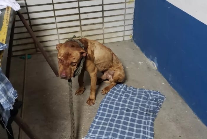Um dos cachorros que estavam com ferimentos por todo o corpo
