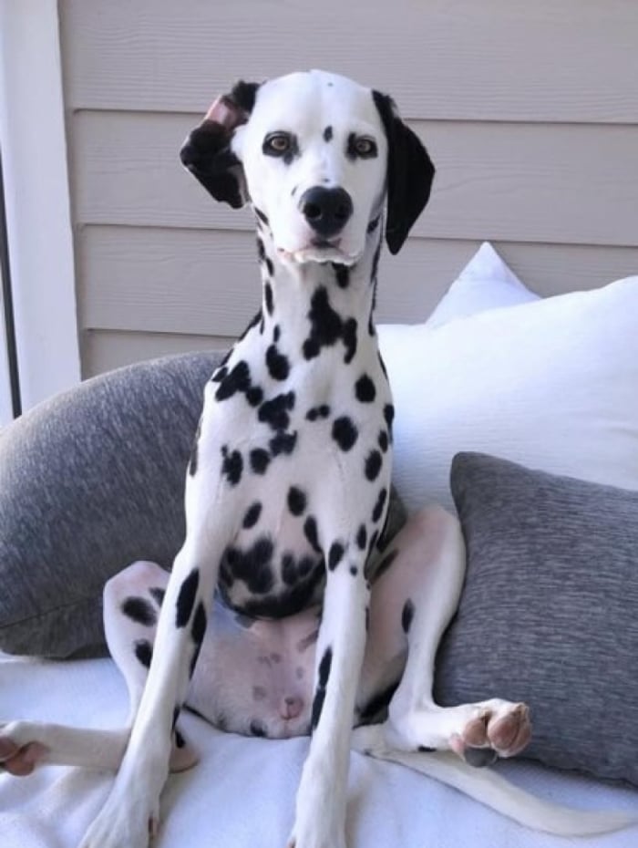 D&aacute;lmata de Mandy