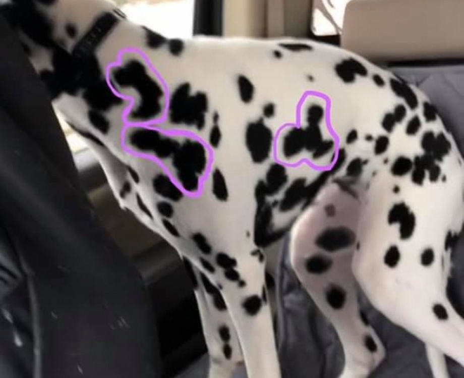 D&aacute;lmata de Mandy