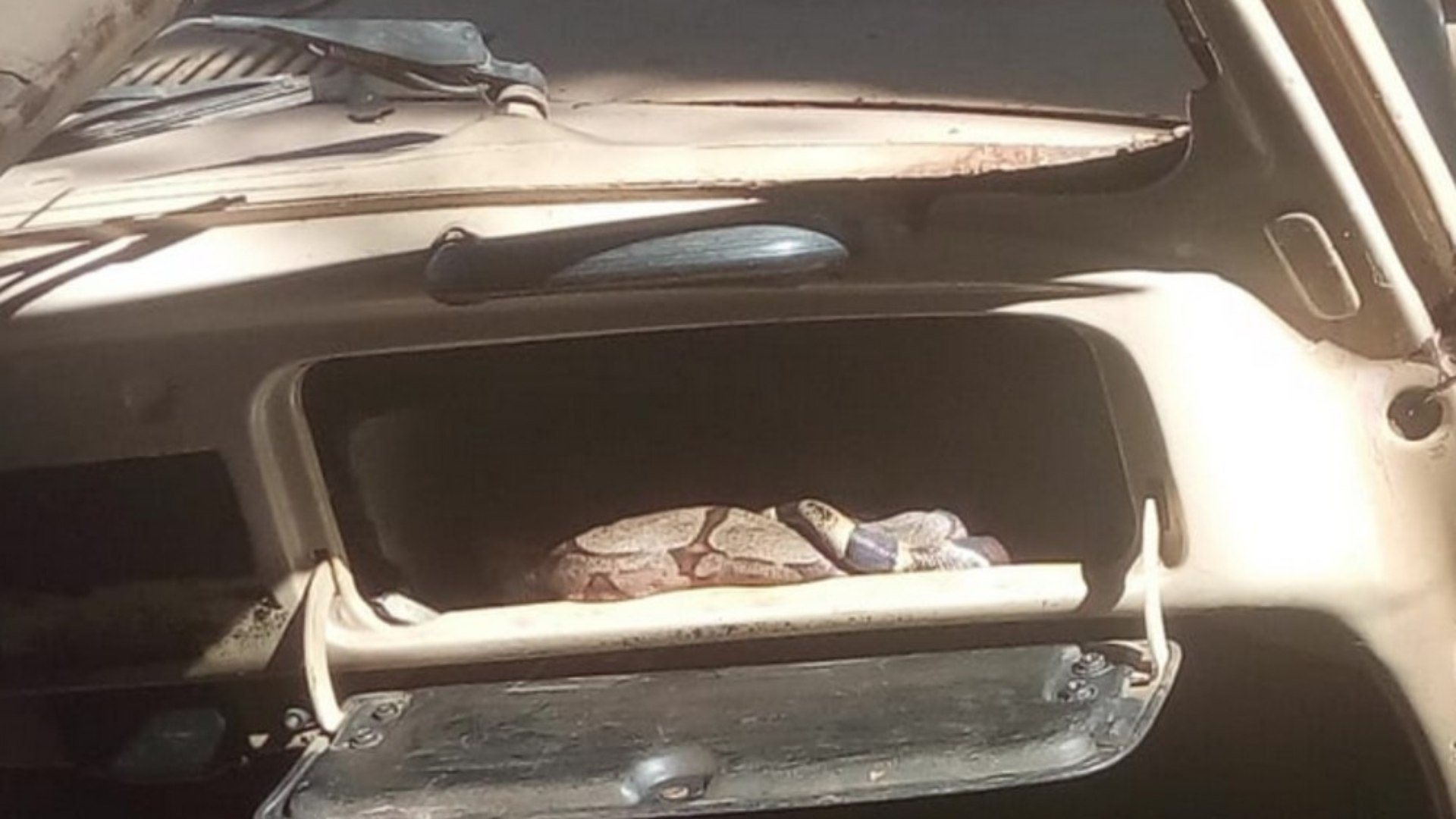 Vizinhos se assustaram ao ver cobra em porta-luvas de fusca abandonado, em Goiás
